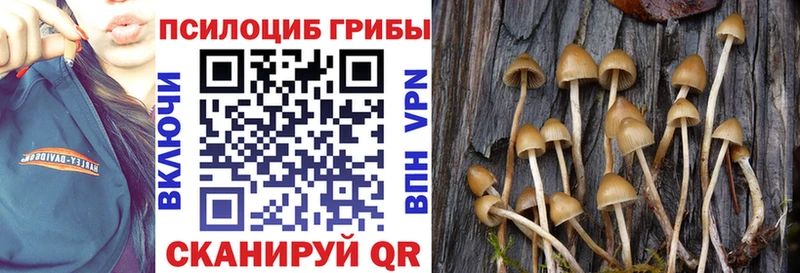 Псилоцибиновые грибы Psilocybe  Нязепетровск 